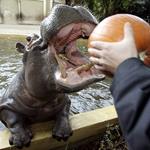 Respuesta hipopótamo