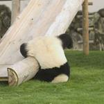 Resposta panda