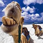 Answer camel