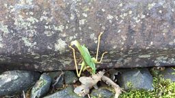 Answer moss, grasshopper, insect, rocks, leaves, antennas