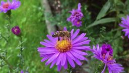Antworten Nektar, Bestäubung, Biene, Blumen, fliegen, Streifen