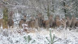 Answer deer, herd, forest, winter, running, mammals