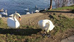Answer swans, swimming, lake, grooming, wings, white
