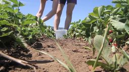 Answer harvesting, soil, strawberries, walking, sneakers, leaves