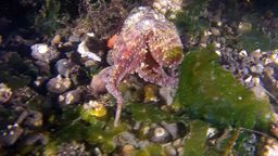 Answer tentacles, octopus, walking, seaweed, seabed, barnacles
