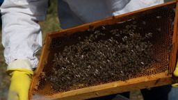 Responda apicultor, mel, luvas, Favo, coleta, abelhas