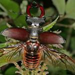 Risposta scarafaggio