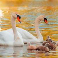 7 little words Swans