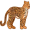 leopard5