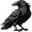 crow5