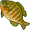 sunfish5