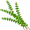 thyme5