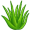 aloe5