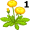 dandelion5