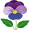 pansy2