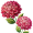 dahlia5