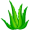 aloe5