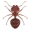 ant5