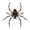 spider5