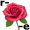 rose5