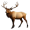elk5