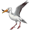 albatross5