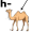 camel5