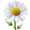 chamomile5