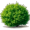 bush5