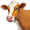 cow5
