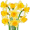 daffodils5