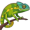 chameleon5