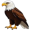 eagle5