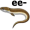 eel5