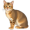 cat5