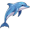 dolphin5