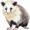 opossum5