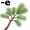 pine5