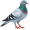 pidgeon2