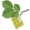 elm2