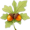 oak5