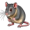 rat5