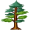 pine5