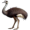 emu5
