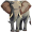 elephant5