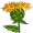 safflower5