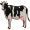 cow5