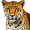 leopard5