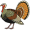 turkey5
