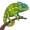 chameleon5